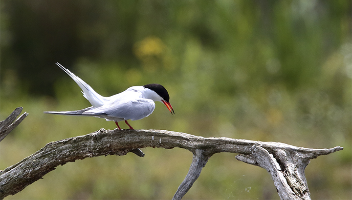 Permanence à la réserve naturelle régionale de Saint-Cyr